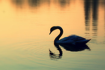 Swan, birds, reflection, animals, other, water, gold, lake HD wallpaper