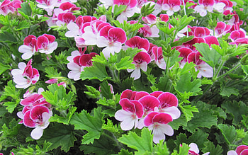 Geraniums, pretty, graphy, herbal, nature, flowers, pink-white, varigated, creations, green HD wallpaper