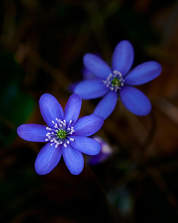 Flowers, Flower, Plant, Macro, Petals, Liverwort, Liver HD phone wallpaper