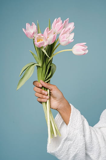 A delicate bouquet of pink tulips held by a hand in a white robe against a blue background. HD phone wallpaper