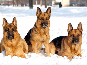 German sheperd, sweet, pay, dogs, puppies, cute, beautiful, beauty, playful, playful dog, puppy, dog face, pretty, animals, face, bubbles, lovely HD wallpaper
