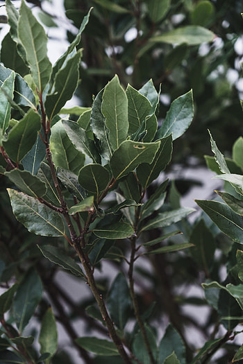 Best bay leaf , 100 , Pexels stock HD phone wallpaper