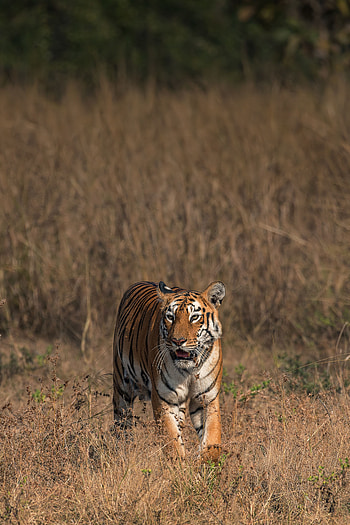 Animals, Savanna, Predator, Big Cat, Wildlife, Tiger HD phone wallpaper