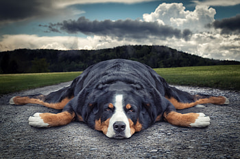 Funny dog, animal, dog, tired, funny, caine HD wallpaper