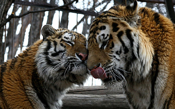 Animals, Tigers HD wallpaper