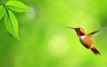 Animals, Humming-Birds, Bird, Flight, Wave, Sweep HD wallpaper