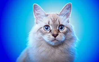 Cat, blue, animal, eyes, cute HD wallpaper