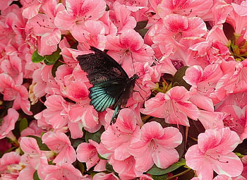 Lost in the blooms, pink, black, butterfly, turquoise, flowers HD wallpaper
