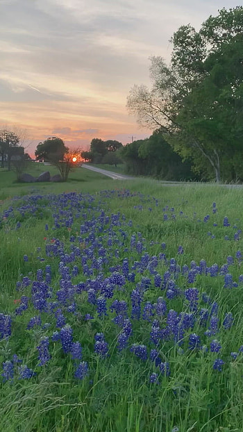 Texas Hill Country, Texas bluebonnets, Blue bonnets HD phone wallpaper