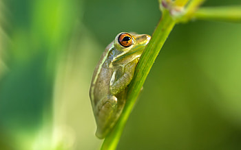 Nature Frog on Plant HD wallpaper