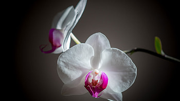 White and pink orchid, Moth orchid beauty, Floral , Delicate petals HD wallpaper
