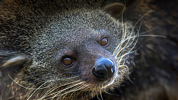 Binturong , Animal , , 2019 collection HD wallpaper