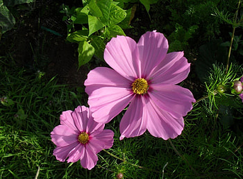 Flowers, Couple, Pair, Greens, Flower Bed, Flowerbed, Kosmeya, Cosmos HD wallpaper