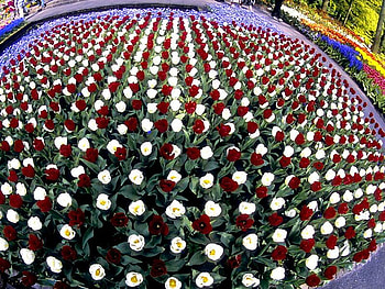 Raise Up, white, raised, tulips, red HD wallpaper