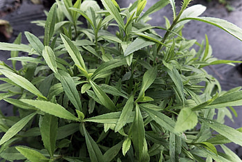 Tarragon herb, Tarragon companion plants, Best companion plants, Spiceography HD wallpaper