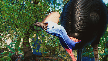 Southern cassowary, Rare sight, Rainforest dweller, Stealthy hunter HD wallpaper