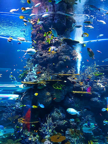 A colorful display of marine life at an aquarium in Singapore, showcasing diverse tropical fish and coral formations. HD phone wallpaper
