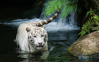 Animals, Tigers HD wallpaper