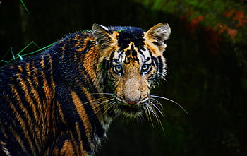Close-up of a Bengal tiger with fierce blue eyes, showcasing its stunning stripes in a natural habitat. HD wallpaper