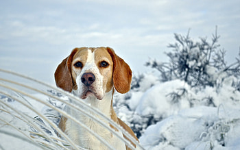 Animals, Winter, Snow, Dog, Muzzle, Puppy, Beagle HD wallpaper