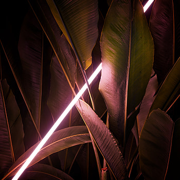 Neon, Leaves, Shine, Light, Miscellanea, Miscellaneous, Glow, Line HD phone wallpaper
