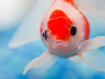 Red head, golden, swim, red, fish, water, aquarium HD wallpaper