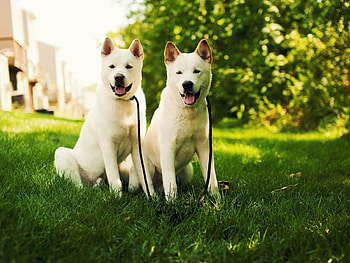 Dogs, dog, sweet, animal, cute, beautiful, puppys, puppy, pretty, animals, lovely HD wallpaper