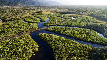 Amazon rainforests, Brazil HD wallpaper