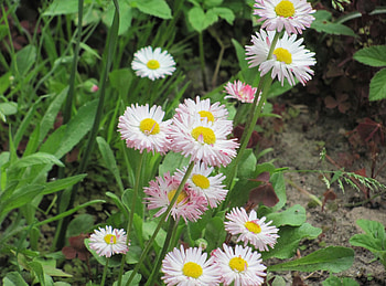 Flowers, Grass, Summer, Greens, Daisies HD wallpaper