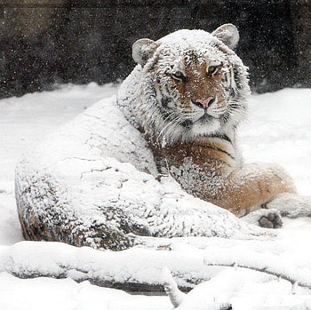snow tiger, covered, cat, tiger, snow HD wallpaper