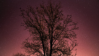 Nature, Stars, Night, Wood, Tree, Starry Sky HD wallpaper