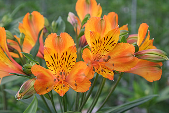 Alstroemeria, , nature, flower, graphy HD wallpaper