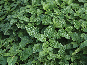Lemon Balm seeds, William Dam Seeds, Fragrant herb, Culinary use HD wallpaper