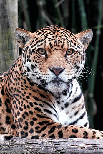 Wildlife, curious, leopard HD phone wallpaper