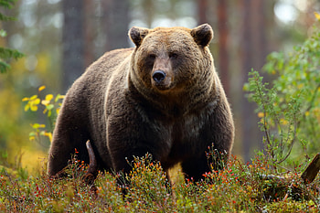 Bear, animal, nature, paw HD wallpaper