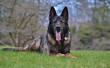 Animals, Dog, Muzzle, Protruding Tongue, Tongue Stuck Out, German Shepherd HD wallpaper
