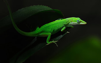 Lizard , High-definition resolution, Digital artwork, Unique motif HD wallpaper