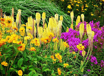 Flowers, Bright, Greens, Flower Bed, Flowerbed, Different HD wallpaper