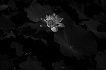 Flowers, Leaves, Lotus, Flower, Bloom, Flowering, Bw, Chb HD wallpaper