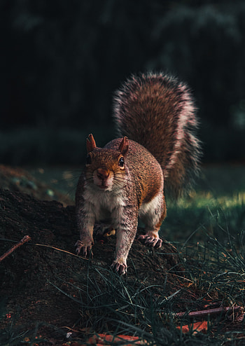 Funny, Animals, Squirrel, Sight, Opinion, Wildlife, Animal HD phone wallpaper