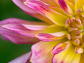 dahlia, pink, macro, flower HD wallpaper
