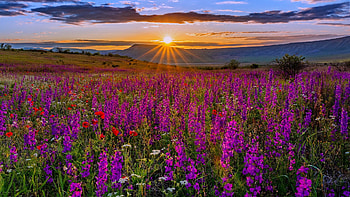 Sunset meadow, wildflowers, rays, field, meadow, sky, beautiful, sunset HD wallpaper
