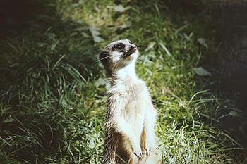 Animals, Cool, Worth, Meerkat, Surikat HD wallpaper