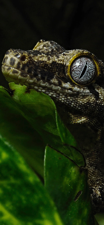 Uroplatus giganteus, Geckos HD phone wallpaper