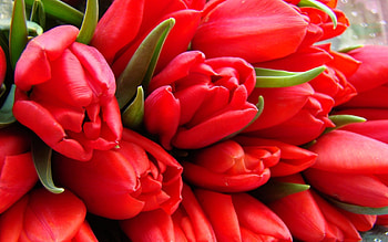 Flowers, Tulips HD wallpaper