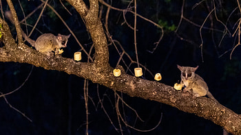 Bush Baby (Galago), Ndida's bushveld experience, Airbnb wildlife adventure, African wildlife HD wallpaper