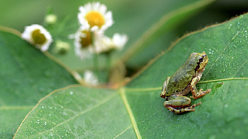 Grass, Macro, Sheet, Leaf, Hide, Bounce, Jump, Frog HD wallpaper