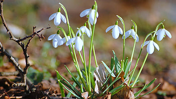 Flowers, Grass, Snowdrops, Macro HD wallpaper