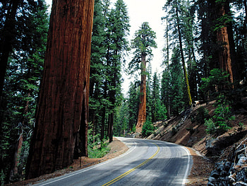 Nature, Trees, Road, Turn, Asphalt, Climb, Lift HD wallpaper