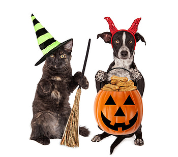 :D, dog, black, horns, cute, cat, orange, demon, witch, halloween, pisici, couple, pumpkin, funny, caine, hat HD wallpaper
